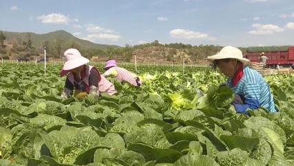 50小时从产地到餐桌!云南楚雄武定打通特色农产品外销渠道