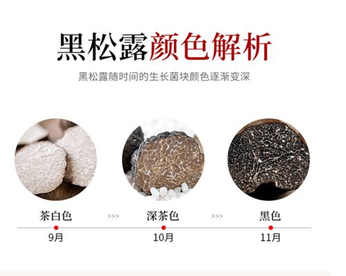 鲜黑松露菌云南特产 香格里拉新鲜黑松露 精品全黑 现采现发,顺丰冷链包邮