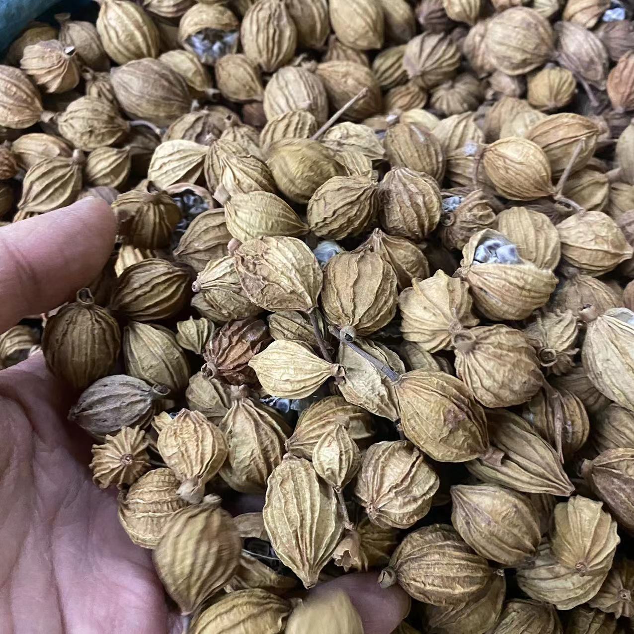 菜砂仁中药材散装批发菜砂仁带壳砂仁云南菜砂仁农产品菜砂仁