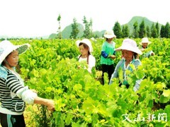 保山云南葡萄套袋 聊城云南葡萄套袋厂家图片|保山云南葡萄套袋 聊城云南葡萄套袋厂家产品图片由山东聊城众诚纸业公司生产提供-